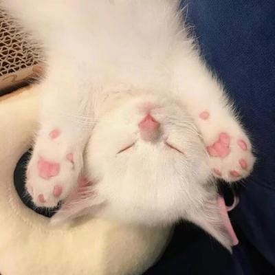 منشاء پاشا avatar