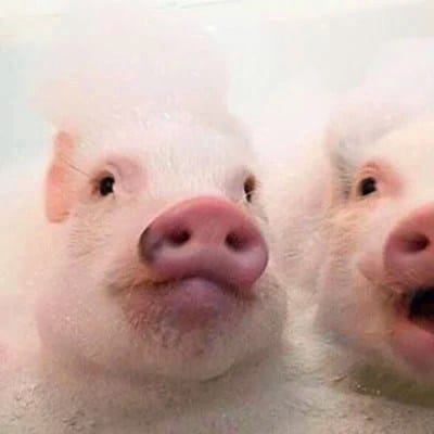 فواد چودھری avatar