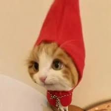 شان مسعود avatar